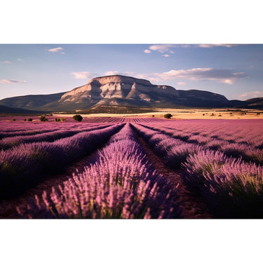 Lavender Fields France canvas